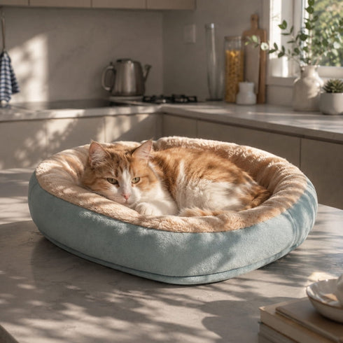 Corbeille pour chat bleu vert avec intérieur beige moelleux et chat roux allongé dans une cuisine lumineuse et apaisante.