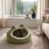 Chat tigré endormi dans une niche cocooning verte en forme de grenouille, placée près d’une fenêtre dans un salon chaleureux.