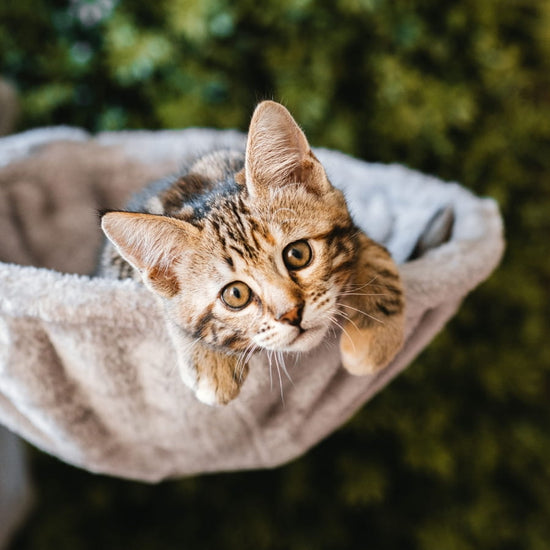 Chaton tigré installé dans un hamac pour chat en peluche beige, regardant l’objectif dans un environnement extérieur verdoyant - desktop