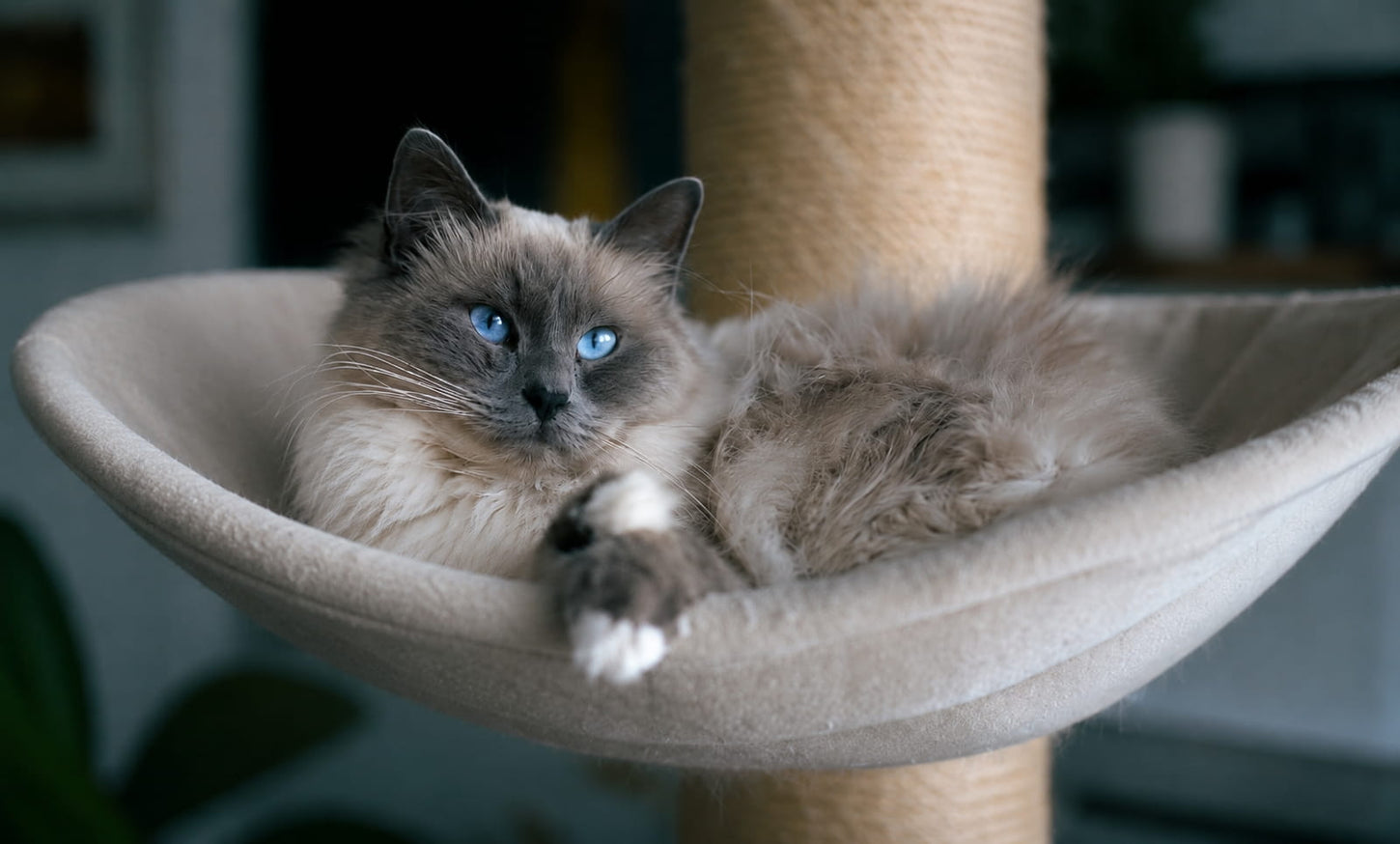 Chat gris aux yeux bleus allongé dans un hamac pour chat en tissu beige, dans un intérieur chaleureux propice au repos et au confort (version desktop)