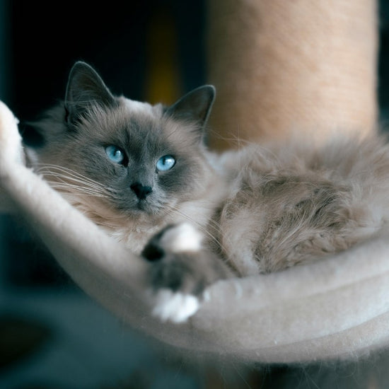 Chat gris aux yeux bleus allongé dans un hamac pour chat en tissu beige, dans un intérieur chaleureux propice au repos et au confort (version mobile)