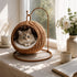 Chat installé dans un panier chat boule osier suspendu en imitation osier avec coussin moelleux, placé près d’une fenêtre lumineuse dans un intérieur cosy.