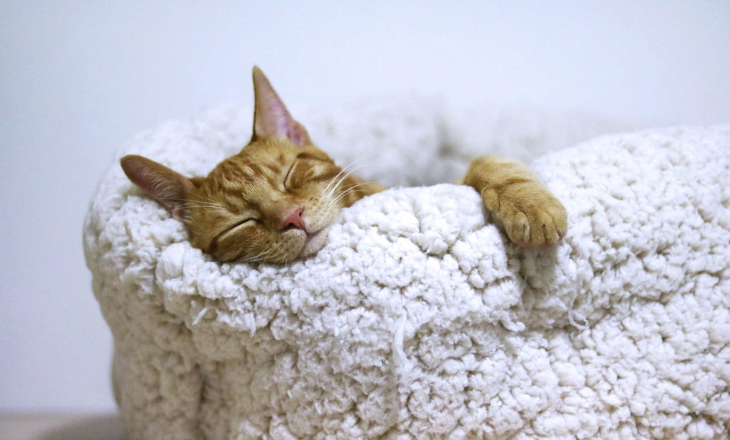 Chat roux endormi dans un panier pour chat en peluche beige, blotti contre son rebord moelleux pour un repos confortable - desktop