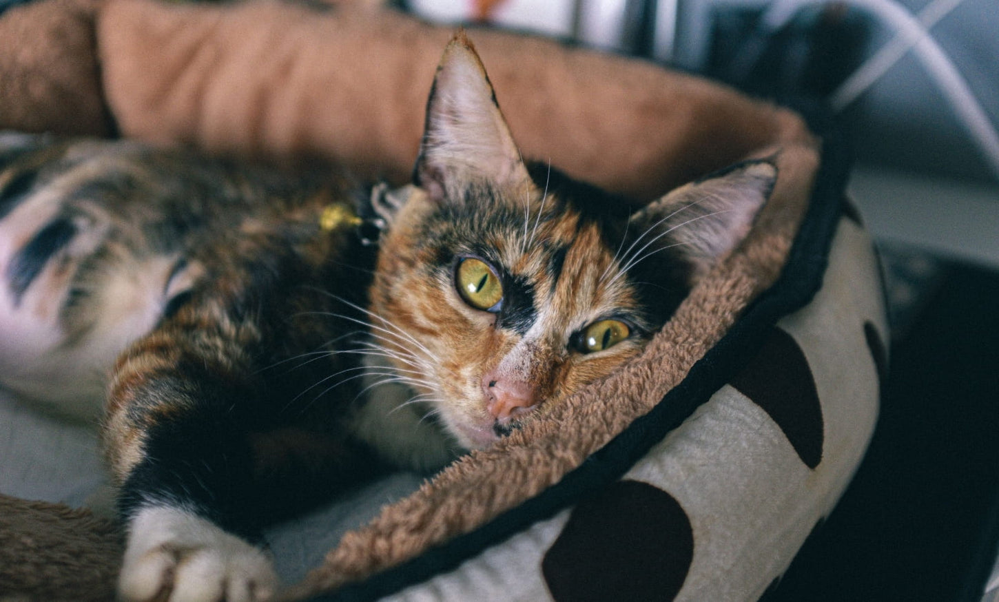 Chat écaille de tortue installé dans un panier pour chat en polaire marron, la tête posée sur le rebord moelleux - desktop
