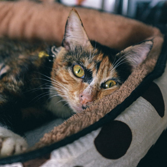 Chat écaille de tortue installé dans un panier pour chat en polaire marron, la tête posée sur le rebord moelleux - mobile