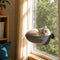 Chat beige aux yeux bleus installé dans un panier pour chat en hauteur fixé à une fenêtre avec ventouse dans un salon lumineux.