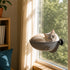 Chat beige aux yeux bleus installé dans un panier pour chat en hauteur fixé à une fenêtre avec ventouse dans un salon lumineux.